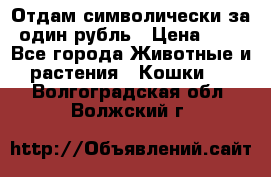 Отдам символически за один рубль › Цена ­ 1 - Все города Животные и растения » Кошки   . Волгоградская обл.,Волжский г.